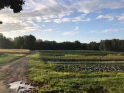 Stratham Hill Park Field